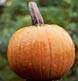 A pumpkin in the rain