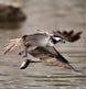 An award winning photo of an Osprey with Alewife fish in its talons.