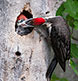 Pileated Woodpecker.