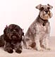 A Lhasa apso and a schnauzer sit for a family pose