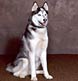 A Siberean Husky strikes a pose