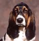 A Bassett Hound poses for his portrait