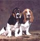 Two Bassett Hounds strike a pose