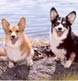 Two Welsh Corgis