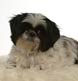 An in studio portrait of a Shih-Tzu.