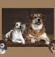 Two dogs together with inset individual portraits as well.