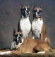 Three Boxers strike a pose.  See a link to Cove's Edge Boxers on our links page.