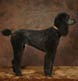 A Royal Poodle - a little bigger than a Standard Poodle!
