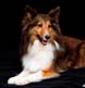 A beautiful Sheltie!