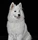 A spectacular portrait of a Samoyed!