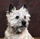 Ollie is a Cairn Terrier.