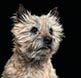 Ollie is a Cairn Terrier.