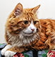 We photographed this cat in his home, atop his favorite chair!