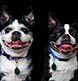 A pair of Boston terriers photographed during a family portrait.
