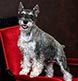 An in-studio portrait of a Schnauzer.