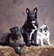 three different dogs each displaying a unique expression
