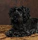 A Cesky Terrier portrait.