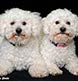 Two bichon frise dogs photographed as part of a family portrait sitting.