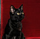 A cat photographed in a red chair.