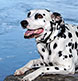 A Dalmatian photographed on the shore of the Androscoggin River in Brunswick.