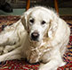 A family dog photographed in their home during a family portrait.