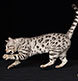 Bengal Cat from Snow Tundra Bengal Cats.