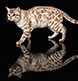 Bengal Cat from Snow Tundra Bengal Cats.