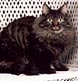 portrait of a Maine Coon Cat in our studio