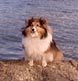 A Sheltie dog poses at our Harpswell by-the-sea studio location