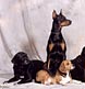 group of four dogs looking perfectly off into the distance